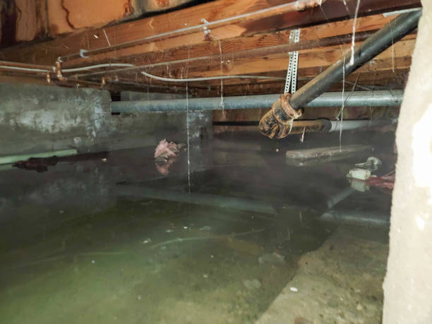 Best Basement water damage restoration  in Pemberwick, CT