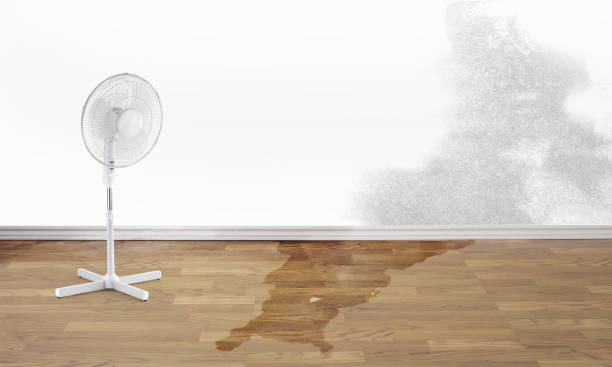 Best Water damage cleanup near me  in Pemberwick, CT