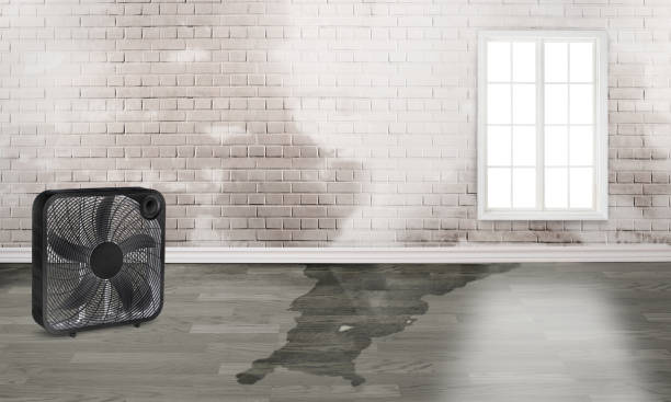 Best 24/7 water damage repair  in Pemberwick, CT